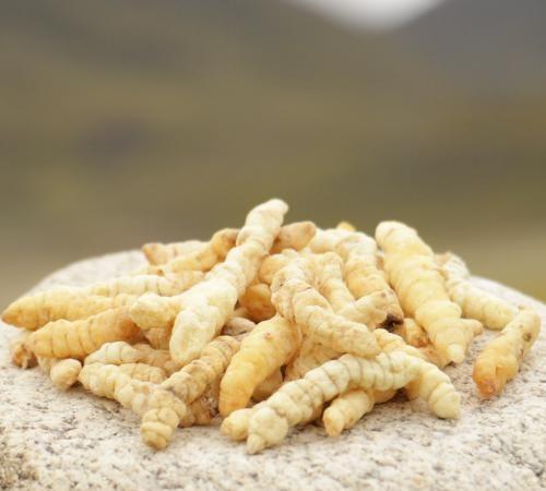 这种草被叫做草石蚕，农村地里常见，价值昂贵却没人去采！