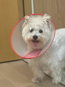 ​夏之光回应自家狗狗得皮肤病质疑：不用担心