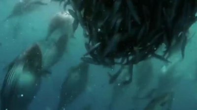 ​史前体型最大生物，体重超过300吨，把大王乌贼当零食吃