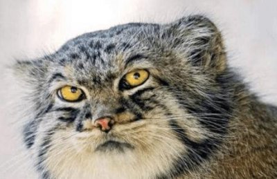 ​动物世界: 最凶的猫-帕拉斯猫