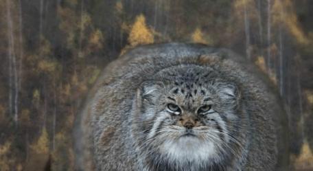 动物世界: 最凶的猫-帕拉斯猫
