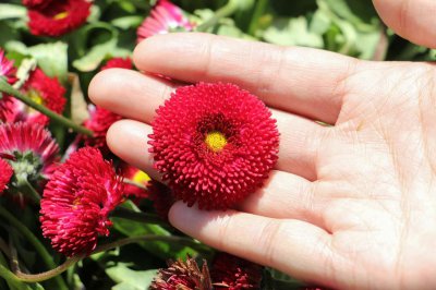 ​雏菊花语