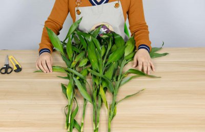 ​富贵竹的花语和寓意，送人有什么禁忌