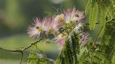 ​合欢花为什么叫苦情花