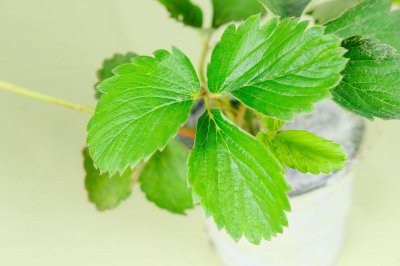 ​草莓的功效与营养价值