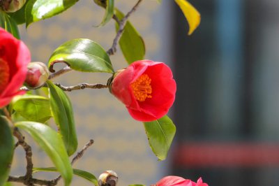 ​茶花的度夏管理