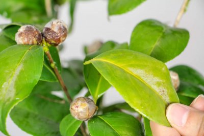 ​茶花适合放在卧室吗