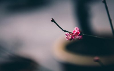 ​梅花的品质，梅花的象征意义是什么