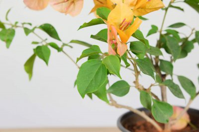 ​三角梅开花时间是什么时候，为什么不开花