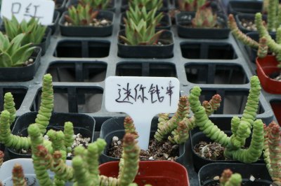 ​多肉钱串怎么繁殖