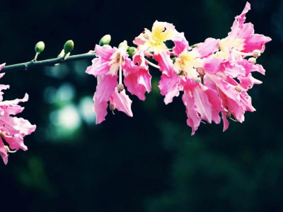 ​美丽异木棉什么时候开花