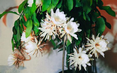 ​昙花怎么浇水？