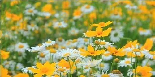 乐山这片花海美爆了！整整30000㎡，虞美人、黄金菊…打卡正当时