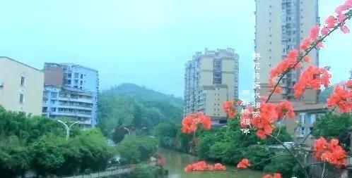 乐山这片花海美爆了！整整30000㎡，虞美人、黄金菊…打卡正当时