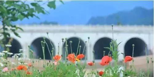 乐山这片花海美爆了！整整30000㎡，虞美人、黄金菊…打卡正当时