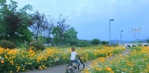 乐山这片花海美爆了！整整30000㎡，虞美人、黄金菊…打卡正当时