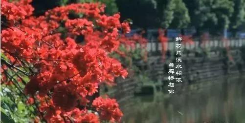 乐山这片花海美爆了！整整30000㎡，虞美人、黄金菊…打卡正当时