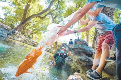 ​土生土长北京“原住民”能与游客互动，恭王府的锦鳞可来头不小！