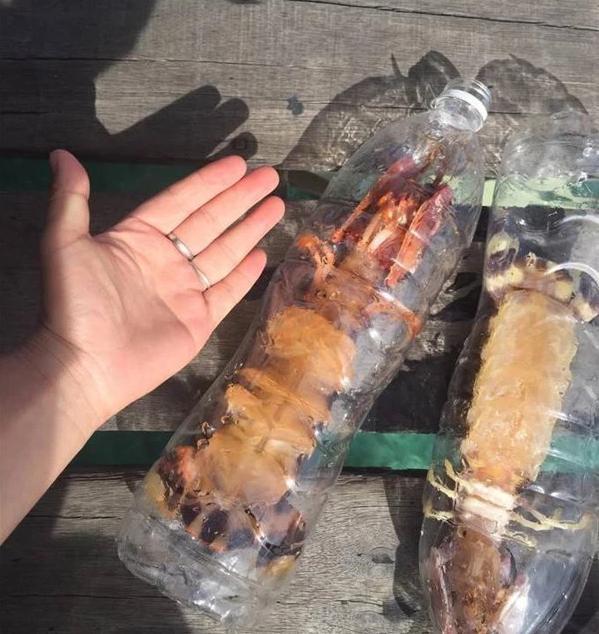 这种能徒手碎玻璃的皮皮虾，吃一只顶一餐，还能让你心疼一个月