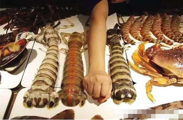这种能徒手碎玻璃的皮皮虾，吃一只顶一餐，还能让你心疼一个月