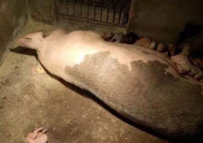 ​农民自己家母猪生下“拥抱猪”，惹来村民纷纷围观！