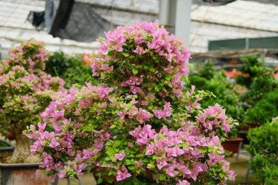 ​三角梅的花语，寓意和象征