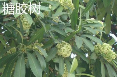 ​糖胶树和石楠的区别