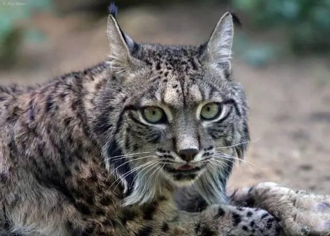狼见到它都回避的家伙, 将成万年来第一个灭绝的大猫!