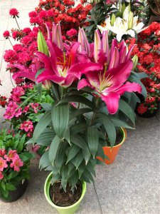 ​水培百合花的养殖方法