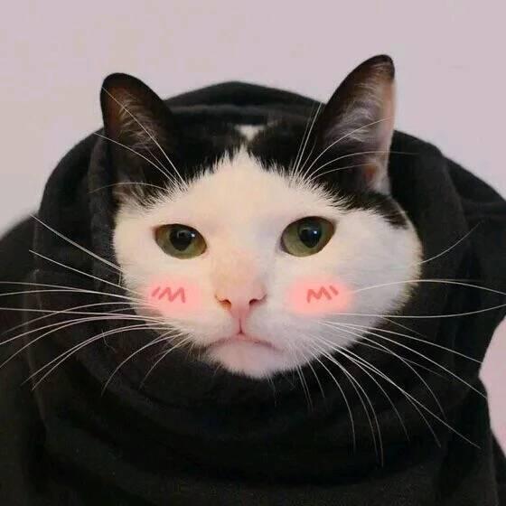 这一波猫咪情侣头像，我已经把无水印版本找出来