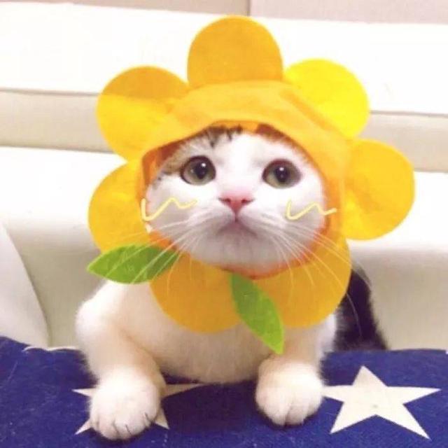 这一波猫咪情侣头像，我已经把无水印版本找出来
