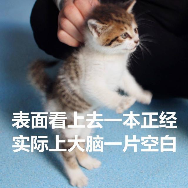 这一波猫咪情侣头像，我已经把无水印版本找出来