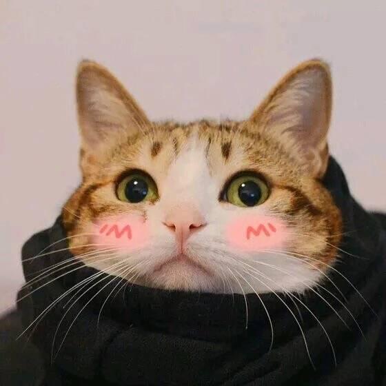 这一波猫咪情侣头像，我已经把无水印版本找出来