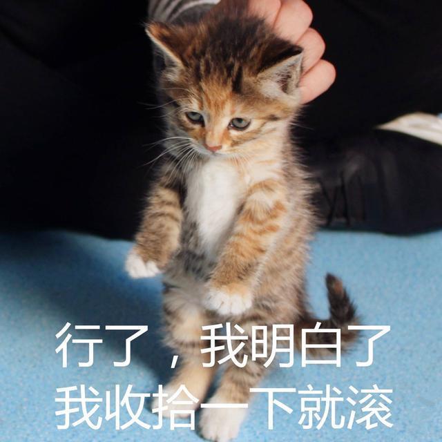 这一波猫咪情侣头像，我已经把无水印版本找出来