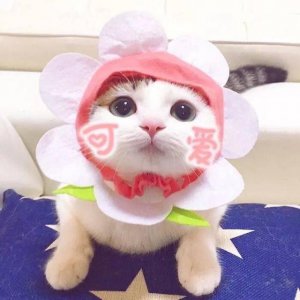 ​这一波猫咪情侣头像，我已经把无水印版本找出来