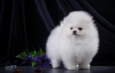 ​福瑞控是什么意思