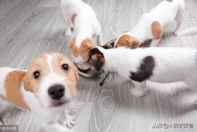 ​泰迪犬重要吃什么？泰迪犬重要吃什么狗粮