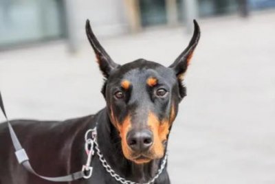 ​犬细小病毒传染猪吗？狗细小会传染猪吗？