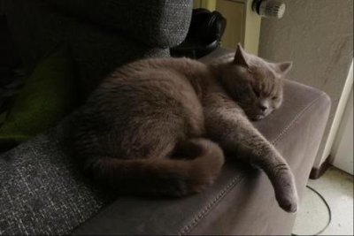​小鹿狗为啥总发抖小鹿犬总哆嗦为啥