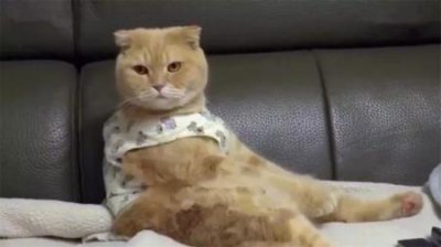 ​狗狗皮肤真菌狗狗皮肤真菌感染怎么治