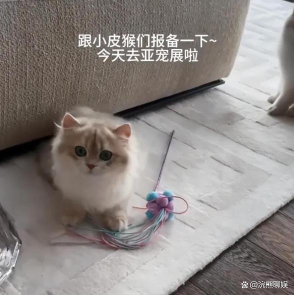 原来黄晓明是给叶珂买猫 恋爱两年细节甜蜜如偶像剧！