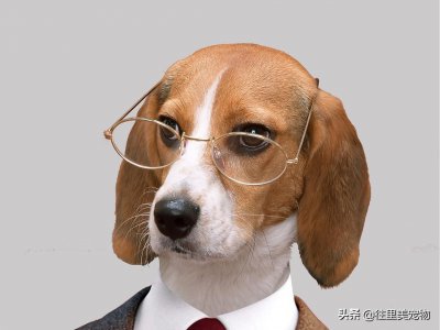 ​世界前50名的犬类智商排名，看看您家的爱犬排在第几位