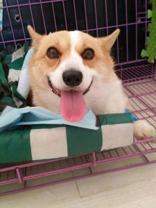 ​彭布罗克威尔士柯基犬