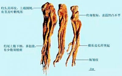 ​中药当归的头止血、身养血、尾活血，如此细分是否有必要