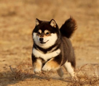 ​豆柴和普通柴犬的区别