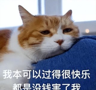​原来“宠物猫”和“土猫”差别很大，真的不忽悠你！