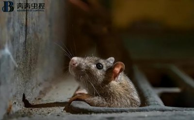 ​老鼠进房间了怎么驱赶