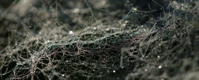 ​英国：合成蜘蛛丝治愈伤口