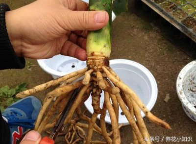 ​君子兰根烂没了，一个小方法就能让它重新爆盆！