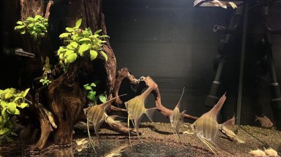 ​沉木黄水解决方法